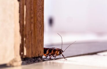 Cockroach Pest Control Dubai