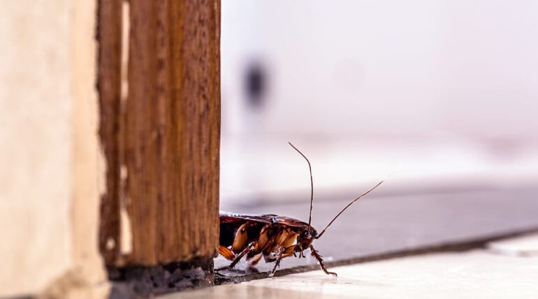 Cockroach Pest Control Dubai